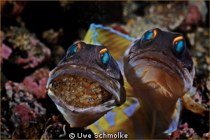 Next generation - 
Jawfishes with eggs.

Have fun watc... by Uwe Schmolke 